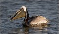 _7SB3461 brown pelican